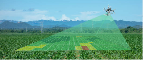 Rice field